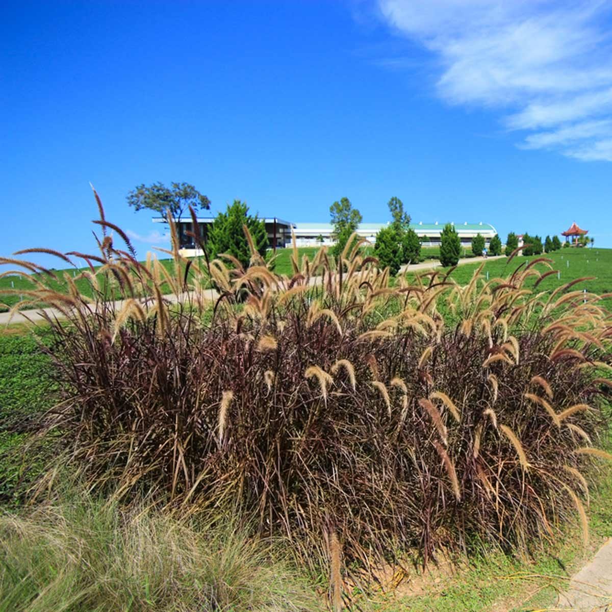 shutterstock_542142598 Purple Fountain Grass