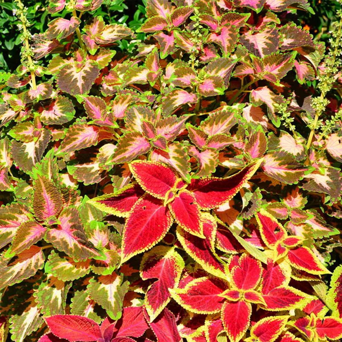 Coleus Shade Garden Plants