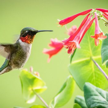 Ruby-throated hummingbird with red honeysuckle flowers