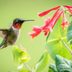 9 Expert Tips for Attracting Hummingbirds