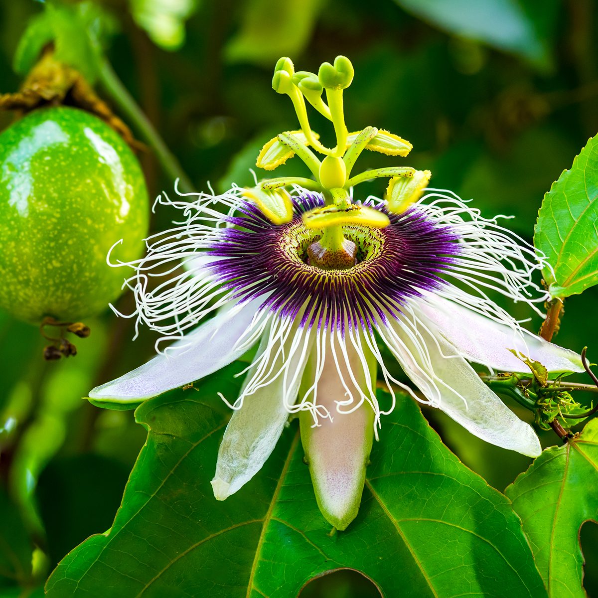 Passion fruit and flower on a vine