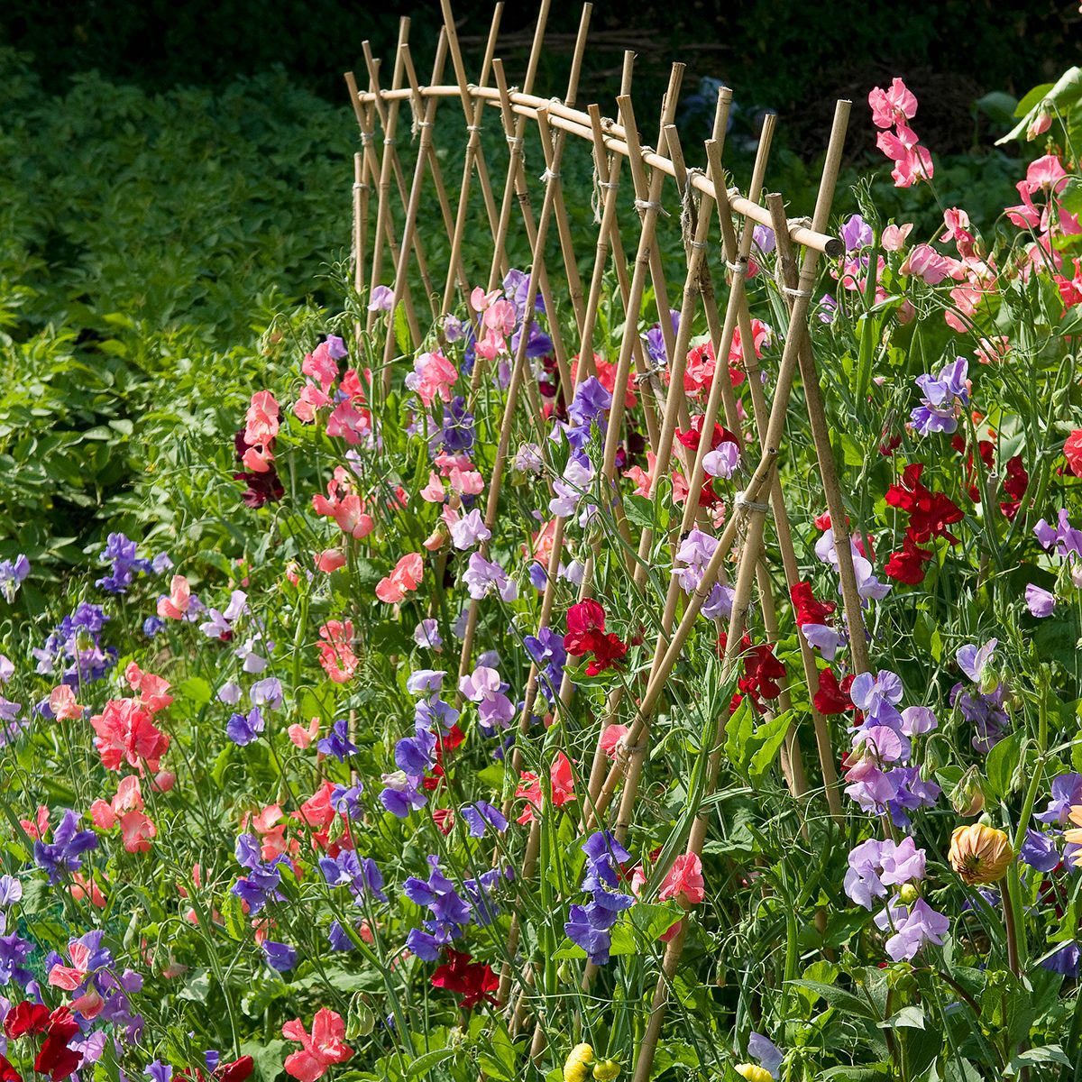 sweet pea flowers and cane support in english garden