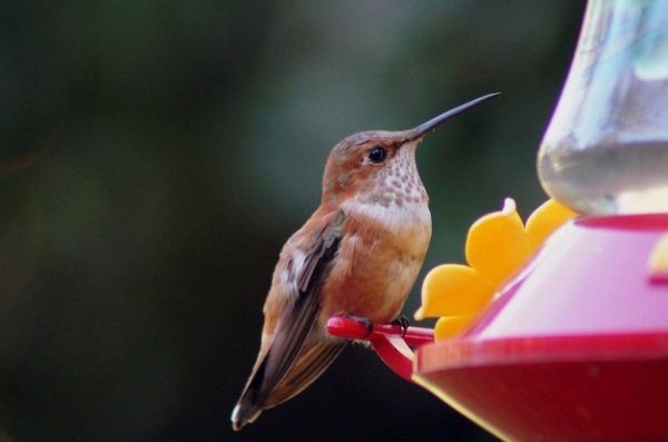 Hummingbird perches on a feeder