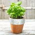 The Fastest Growing Indoor Herb Plants to Start Today