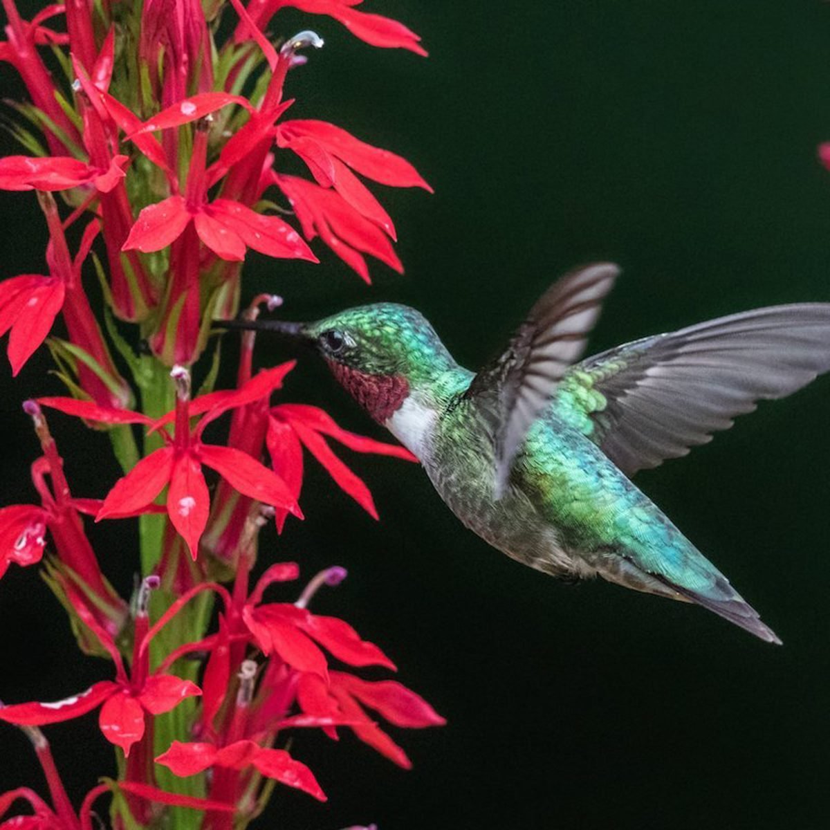 Top 10 Colorful Flowers Hummingbirds Love I Taste of Home