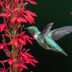 Top 10 Colorful Flowers Hummingbirds Love