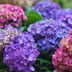 How to Prune Hydrangeas, According to an Expert Gardener