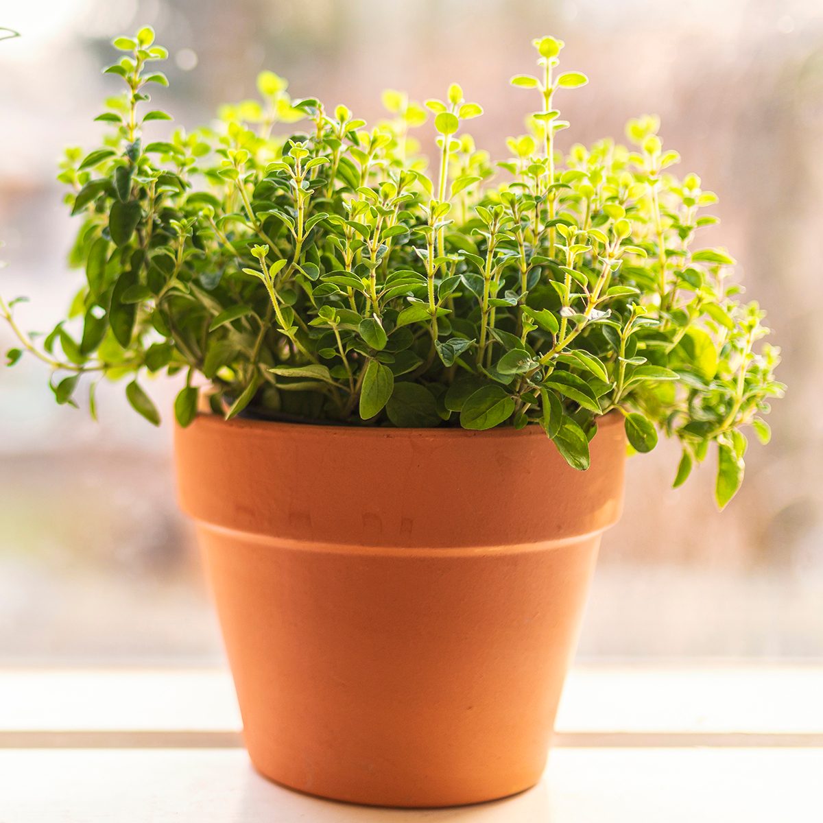 Two terracotta pots with fresh homegrown organic herbs in a window sill in the early spring. One is rosemary and the other one is with oregano.