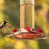 13 Questions About Hummingbird Feeders Answered by the Pros