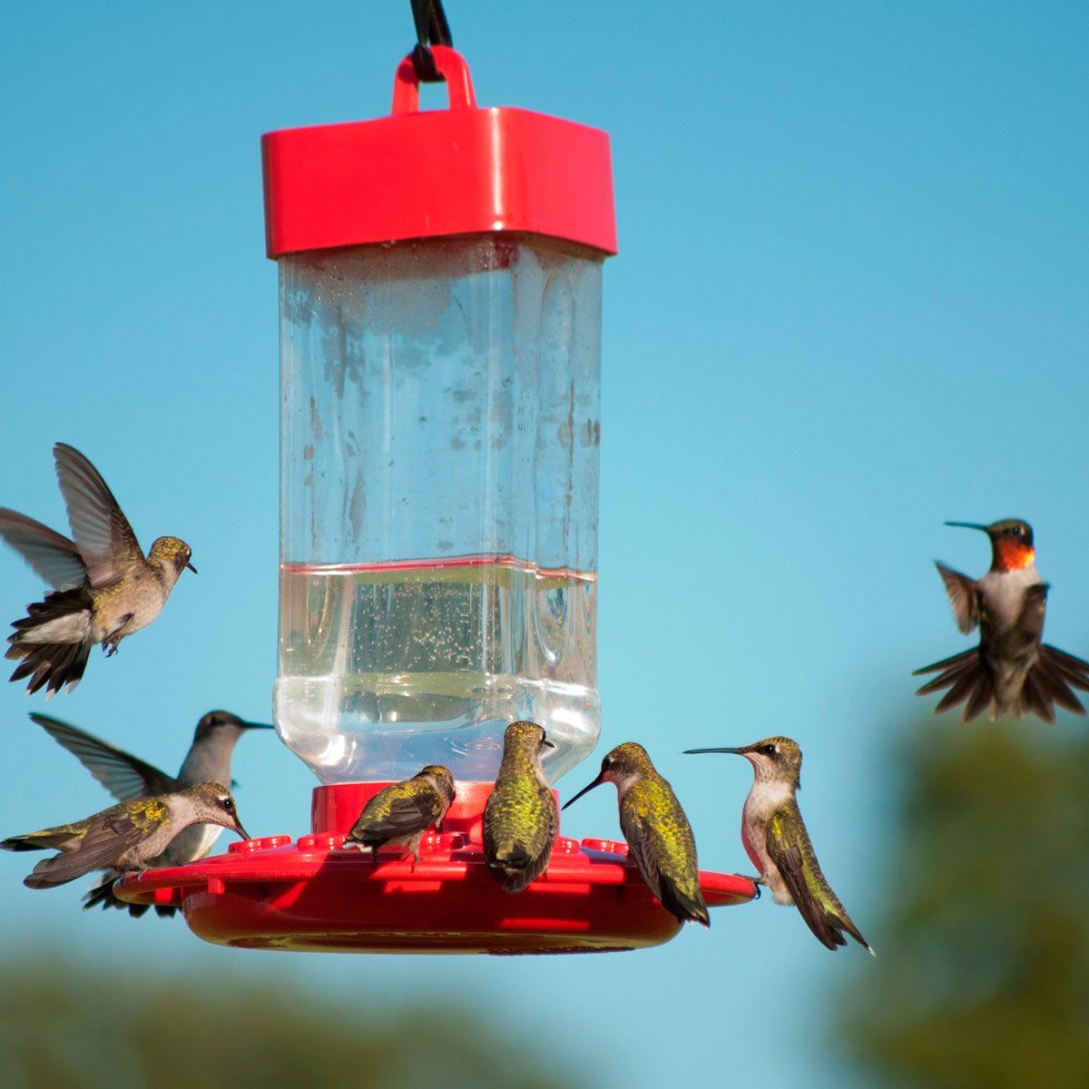 8 Mistakes You’re Probably Making With Hummingbird Nectar