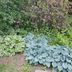 The Do's and Don'ts of Growing Hostas