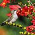 8 Flowers That Attract Hummingbirds