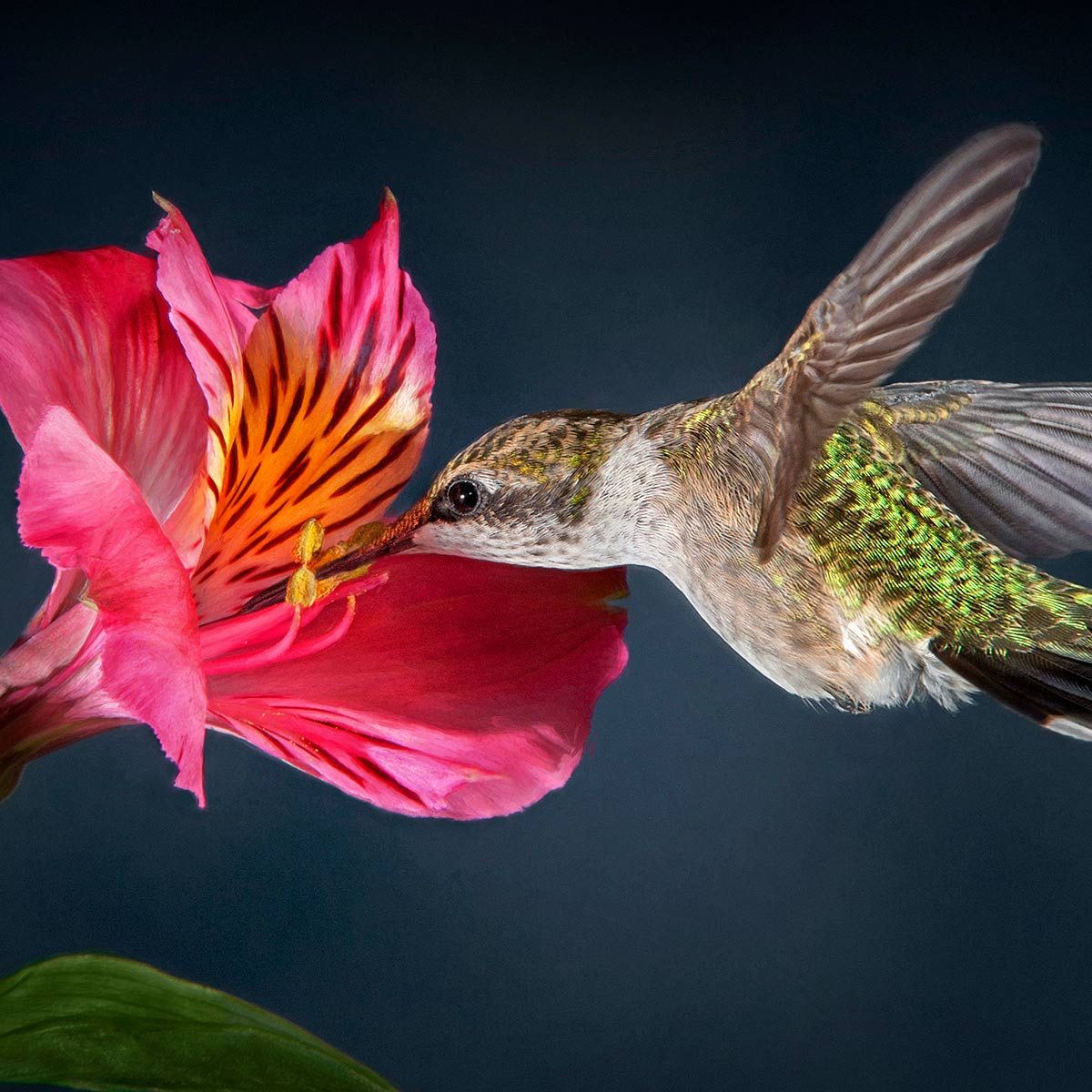 8 Flowers That Attract Hummingbirds Taste of Home