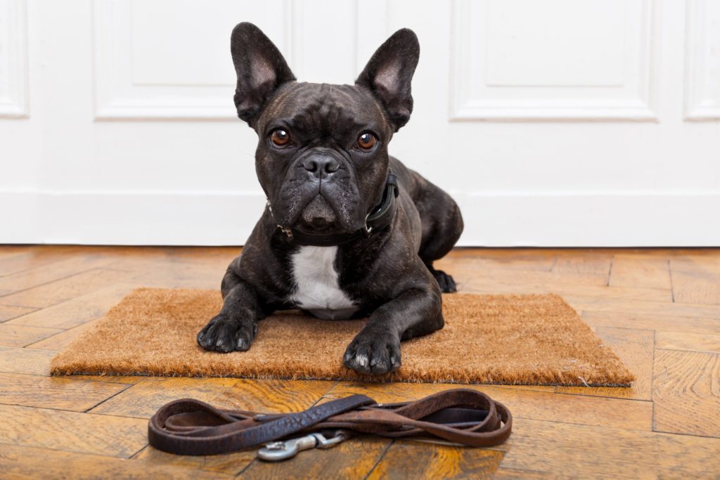 dog waiting for walk