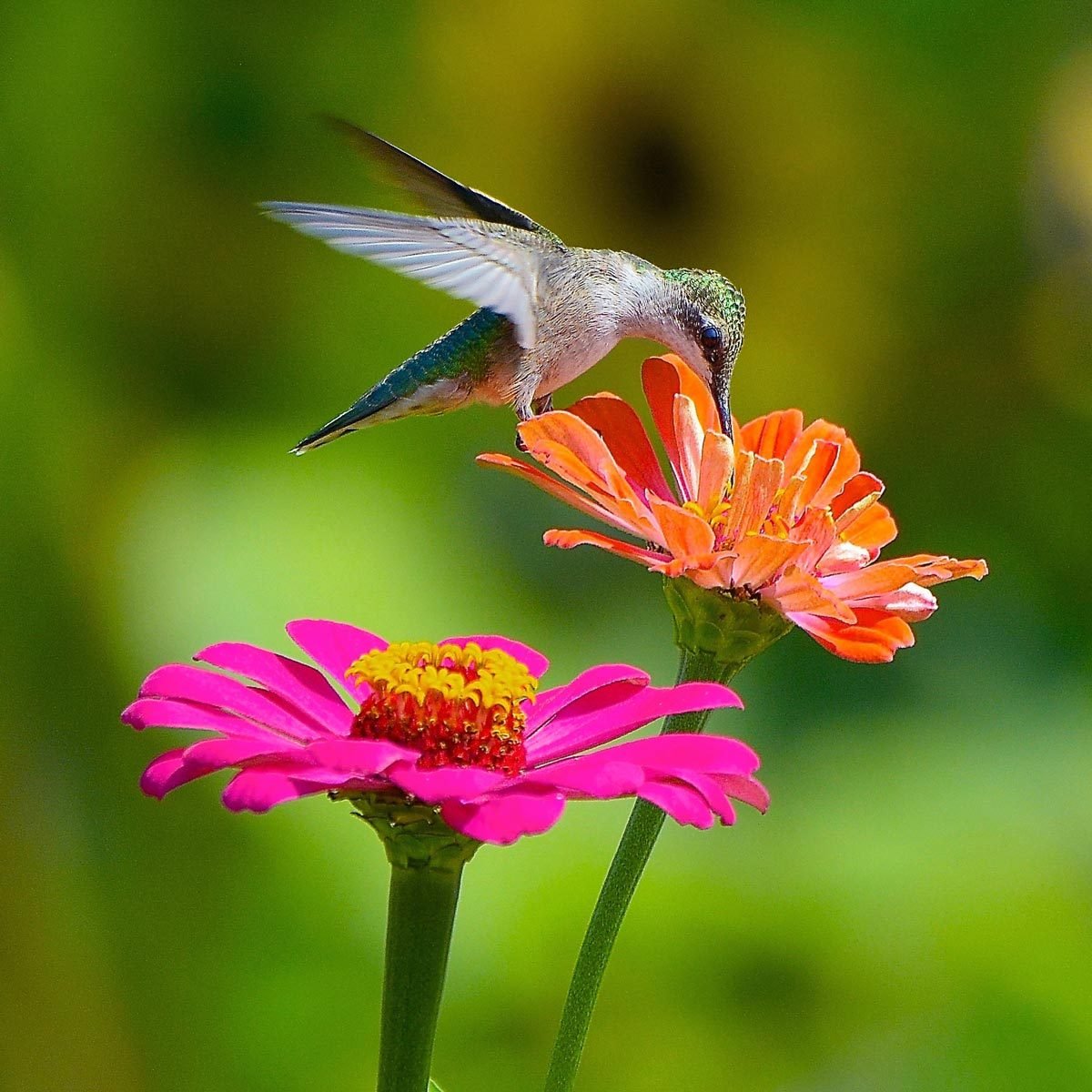 8 Flowers That Attract Hummingbirds Taste Of Home 5833