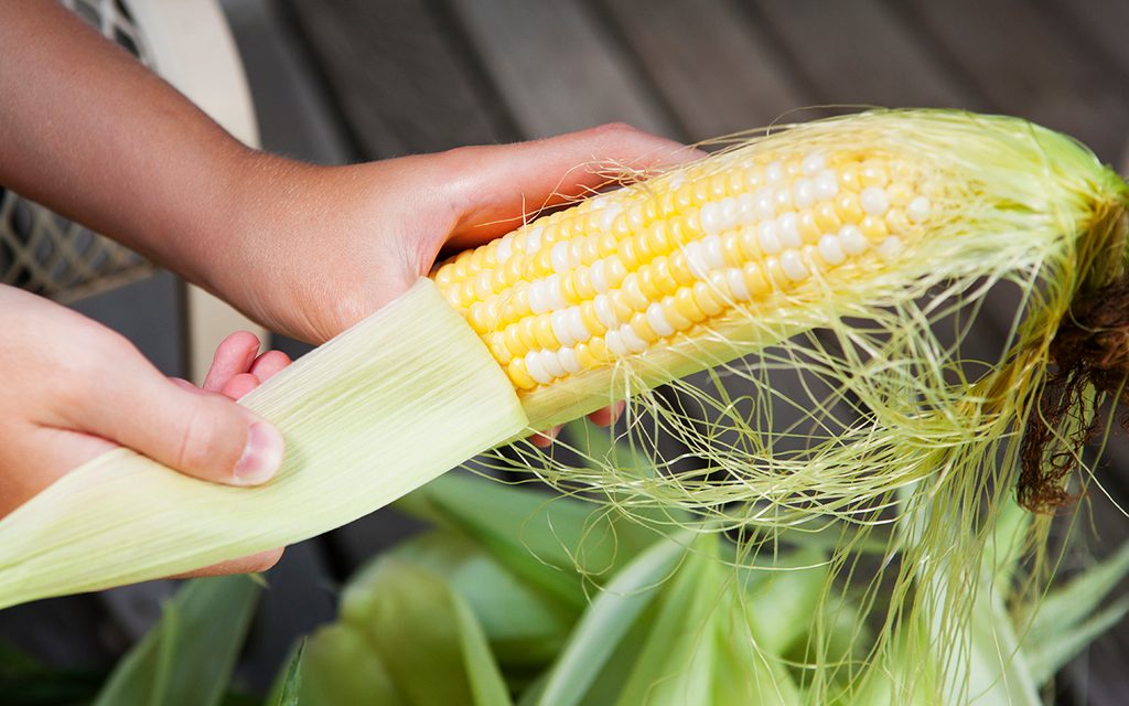 How to Shuck Corn by Hand or in the Microwave Taste of Home