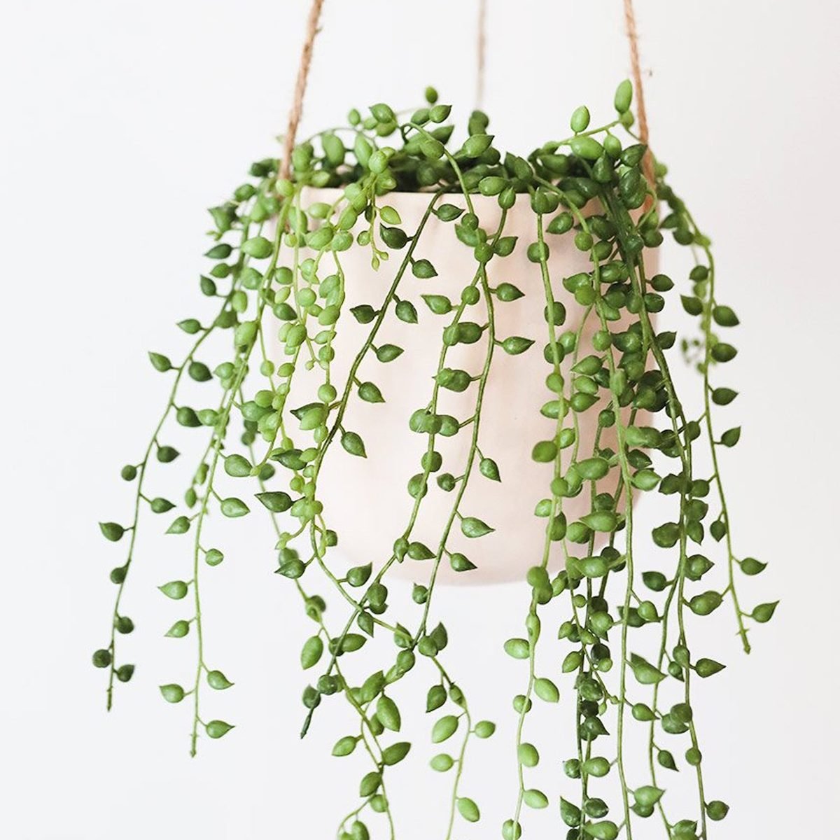 String of Pearls | 4 inch | Senecio Rowleyanus | Live Succulent Hanging Plant