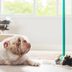 8 Cleaning Products You Shouldnâ€™t Use Around Your Dogs