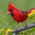 6 Proven Ways to Attract Cardinals