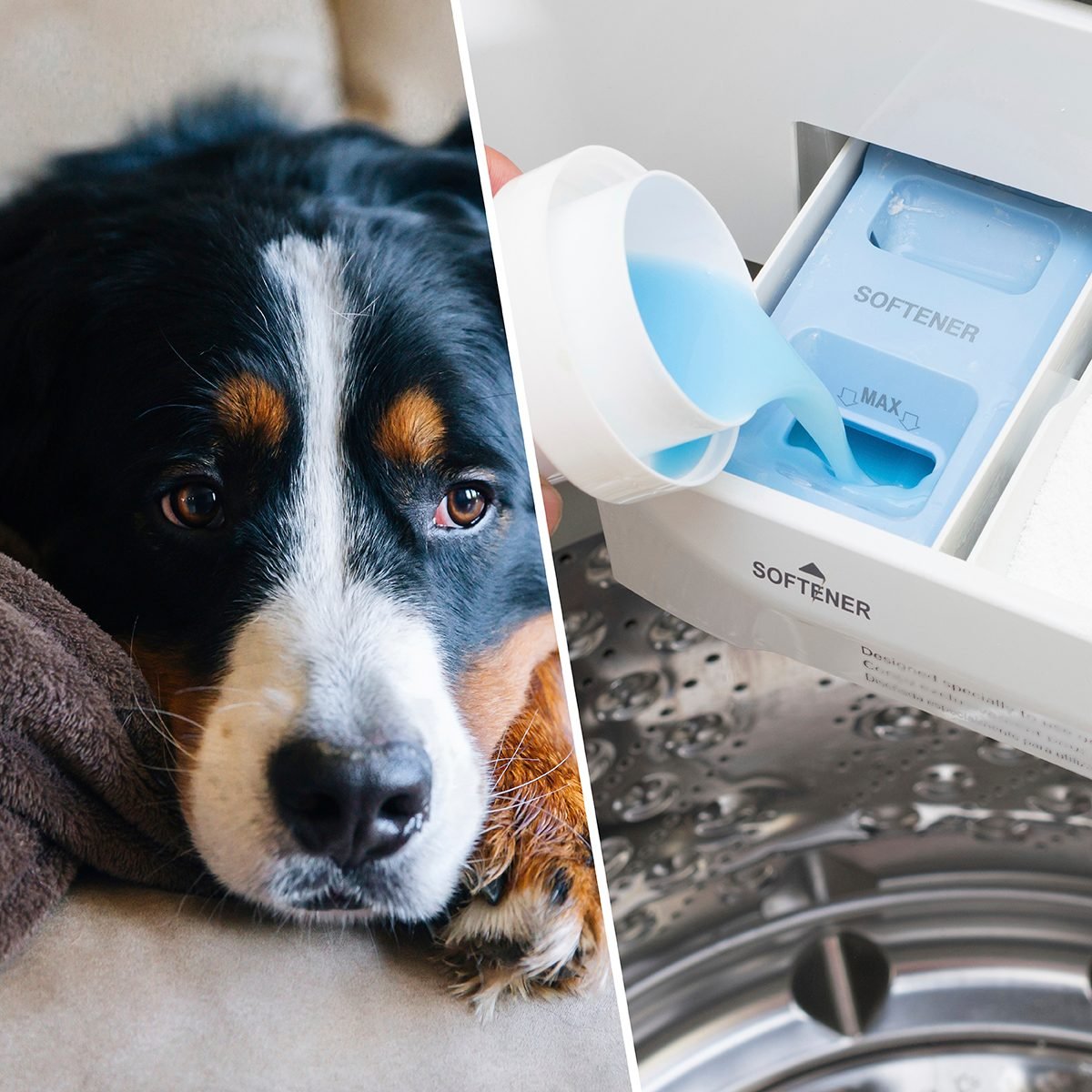 8 Cleaning Products You Shouldn’t Use Around Your Dogs Taste of Home