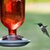 How to Make a DIY Wine Bottle Hummingbird Feeder