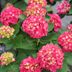 The 'Wee Bit Giddy' Hydrangea Is the GORGEOUS Flower Missing from Your Garden