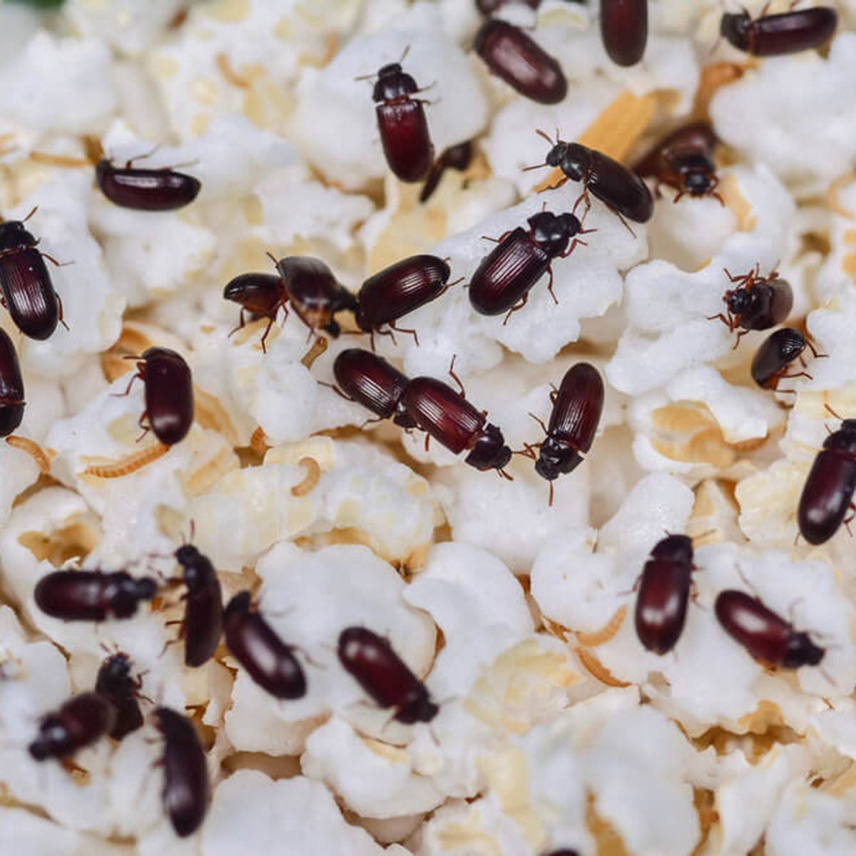 A little extra protein? How to identify and get rid of this common pantry  pest