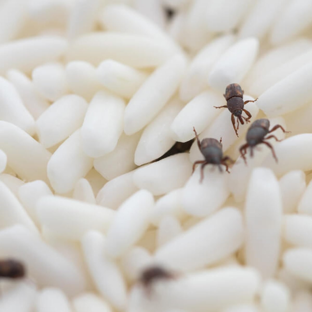 How To Get Rid of Pantry Pests