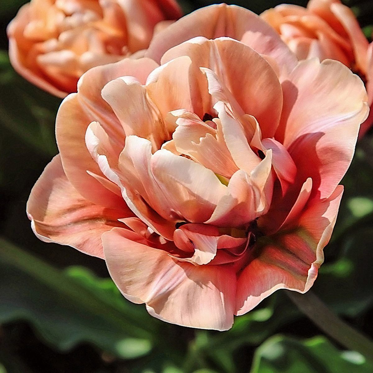 Close-up of La Belle Epoque tulip.