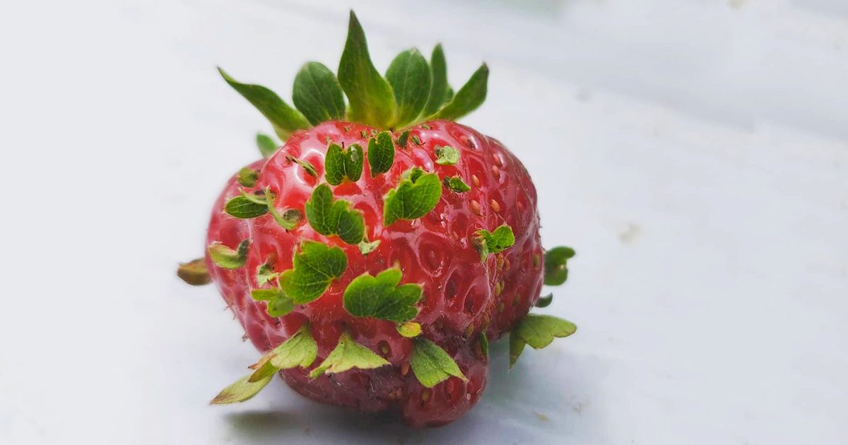 Strawberry Sprouts Are Going Viral And For Good Reason