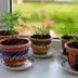 Don’t Have a Green Thumb? These 7 Hacks Can Revive Almost Any Dead Plant