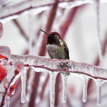 Anna’s Hummingbirds are among the most common hummingbirds along the Pacific Coast