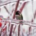 Expert Tips to Attract Hummingbirds in Winter
