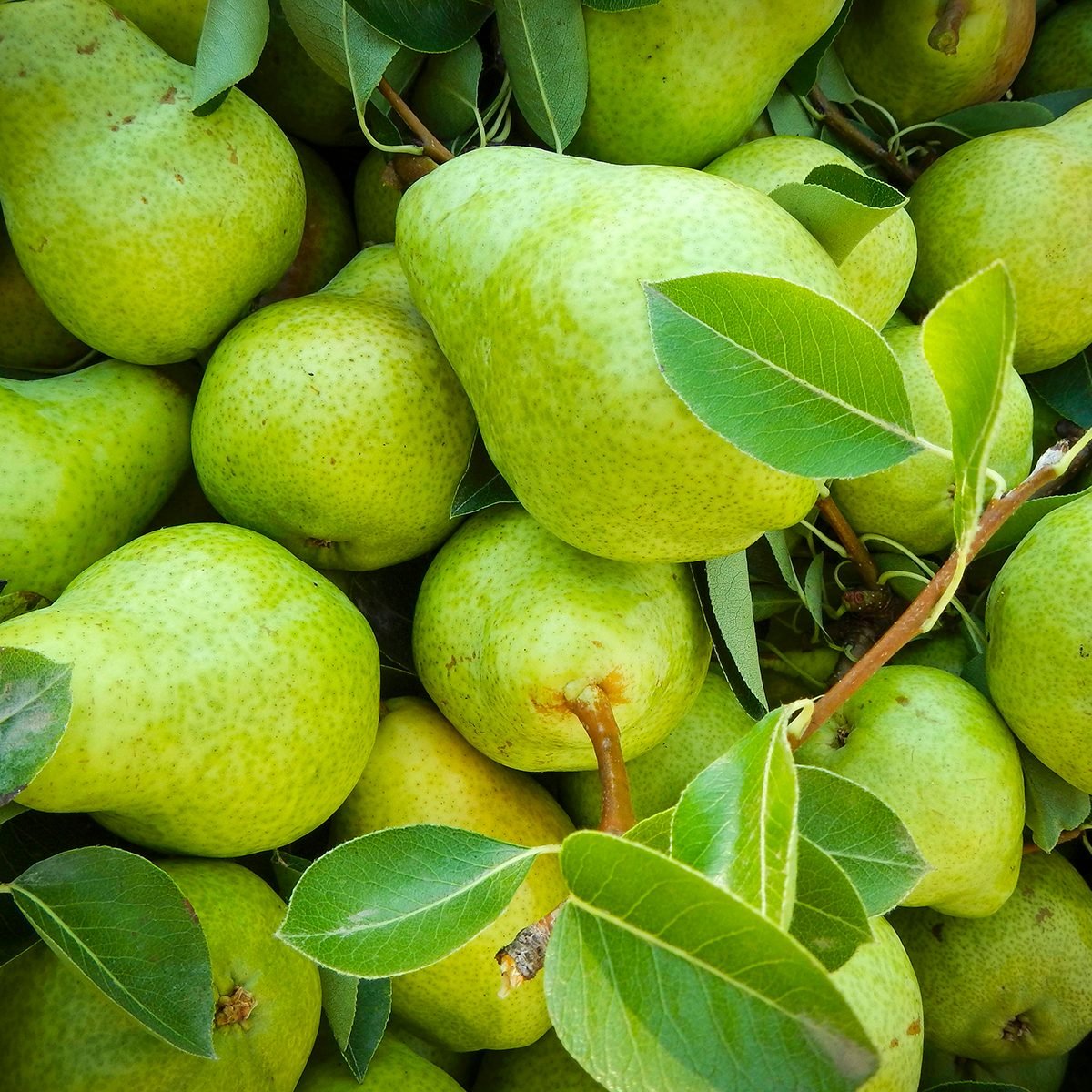 14 Different Types of Pears With Pictures - Only Foods