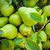 7 Types of Pears (and the Best Ways to Eat Them)