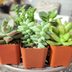 9 Easy-to-Grow Houseplants All Plant Parents Need