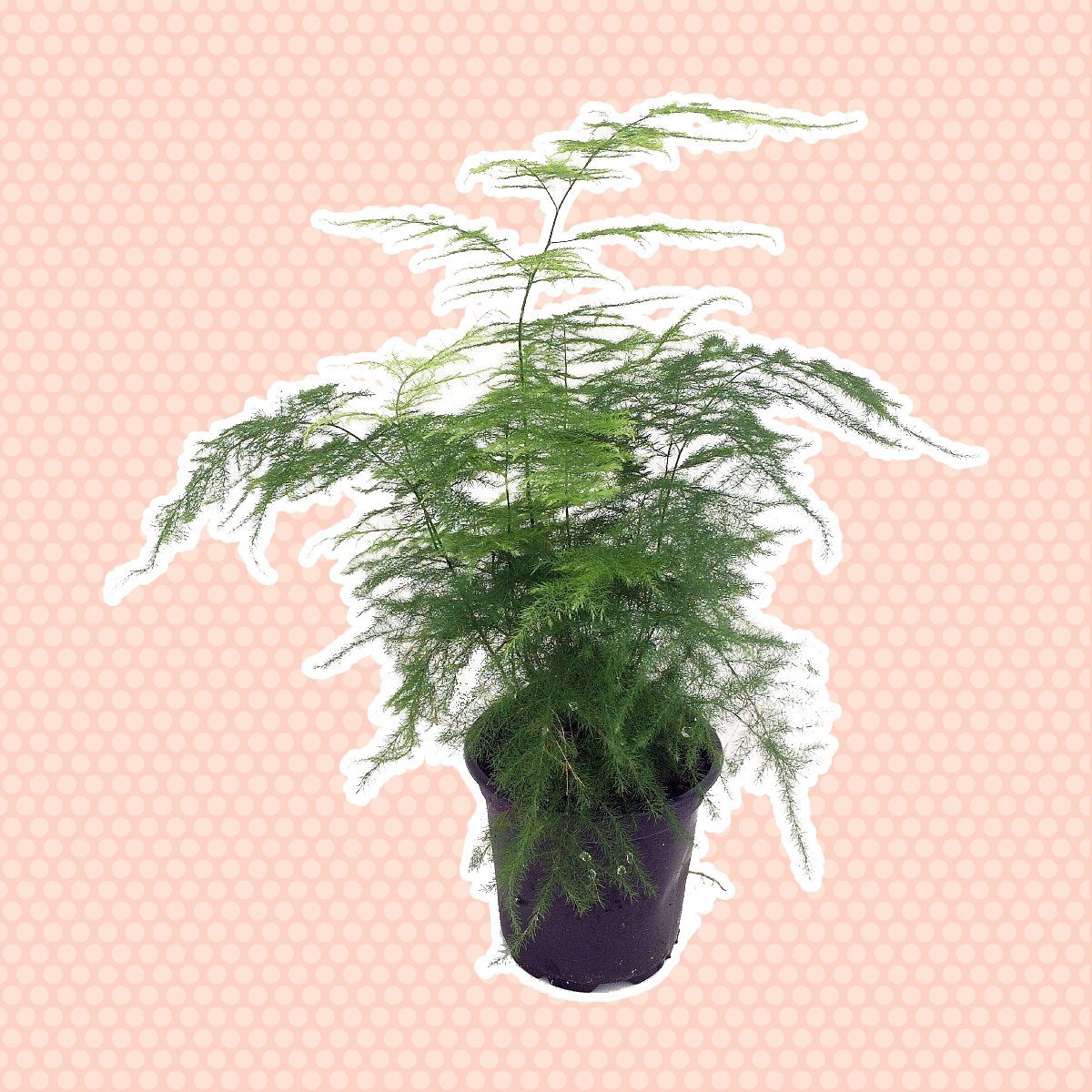 asparagus fern