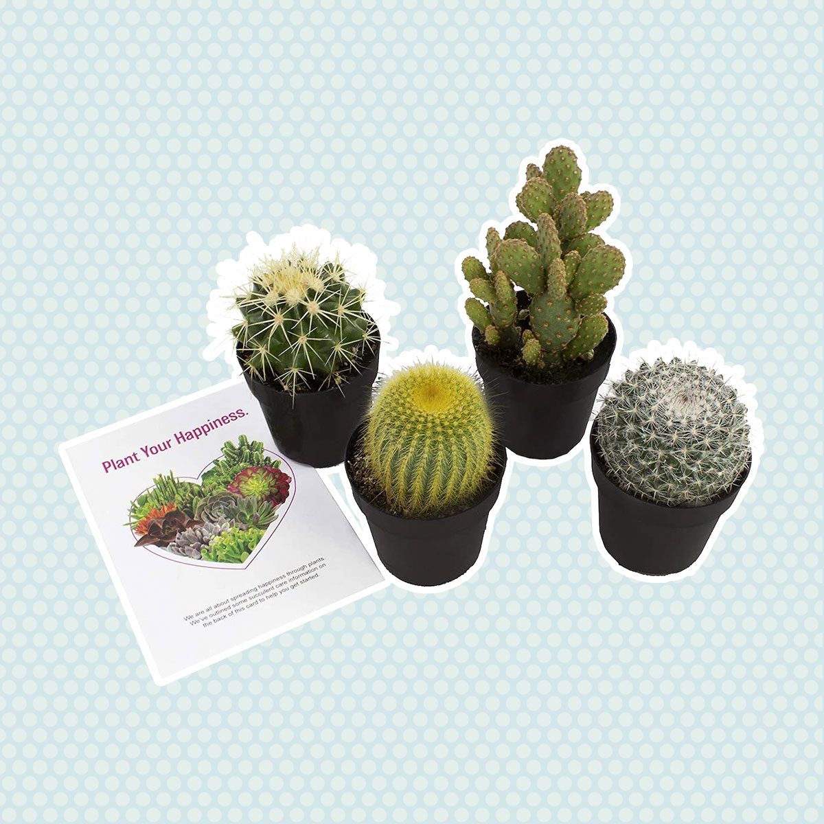 mini cacti