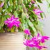 Tips for Caring for Your Christmas Cactus
