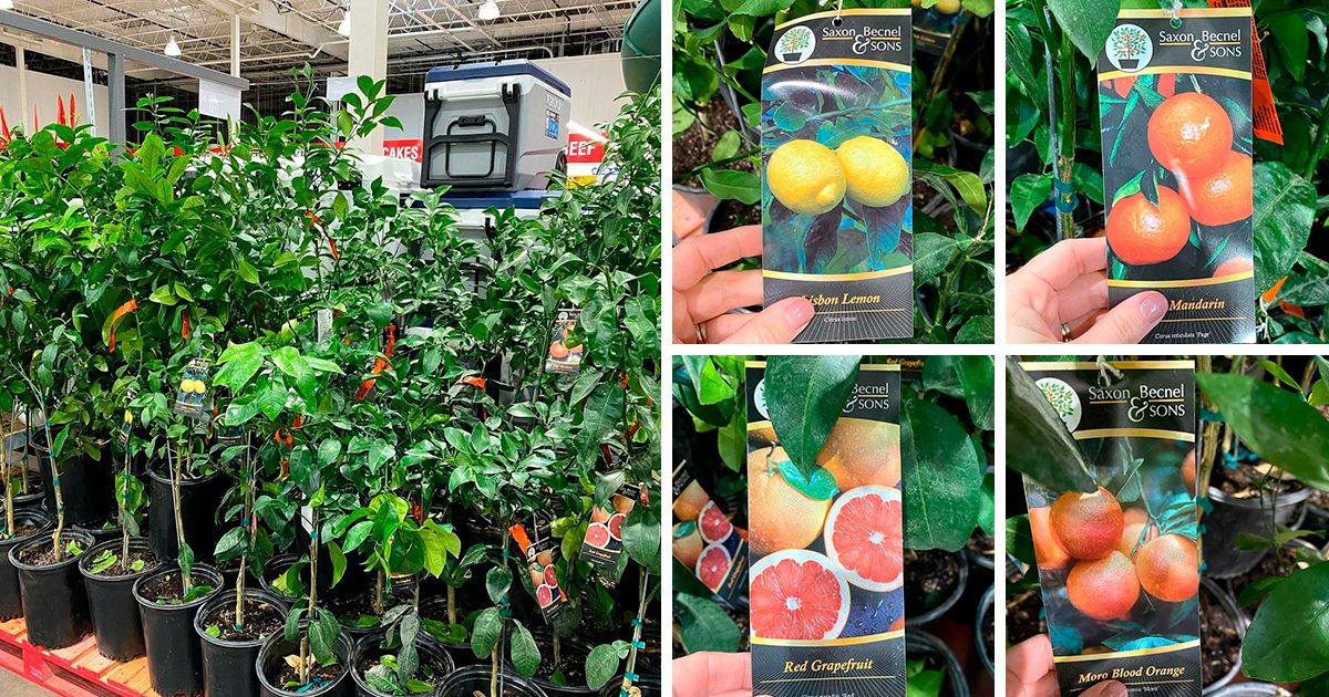 Your Costco May Be Selling Fruit Trees Right Now Taste of Home