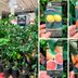 Costco Is Selling Beautiful Citrus Trees Right Now—and It Officially Feels Like Spring