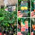 Costco Is Selling Beautiful Citrus Trees Right Nowâ€”and It Officially Feels Like Spring