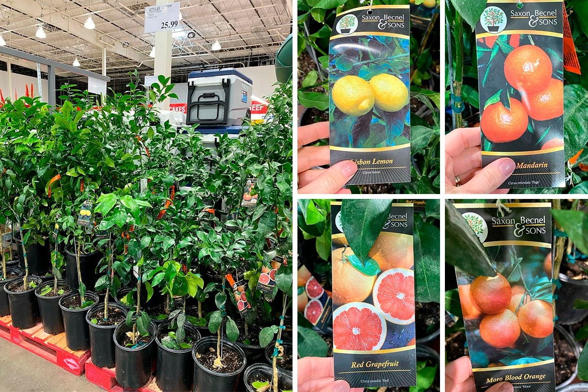 Your Costco May Be Selling Fruit Trees Right Now Taste of Home