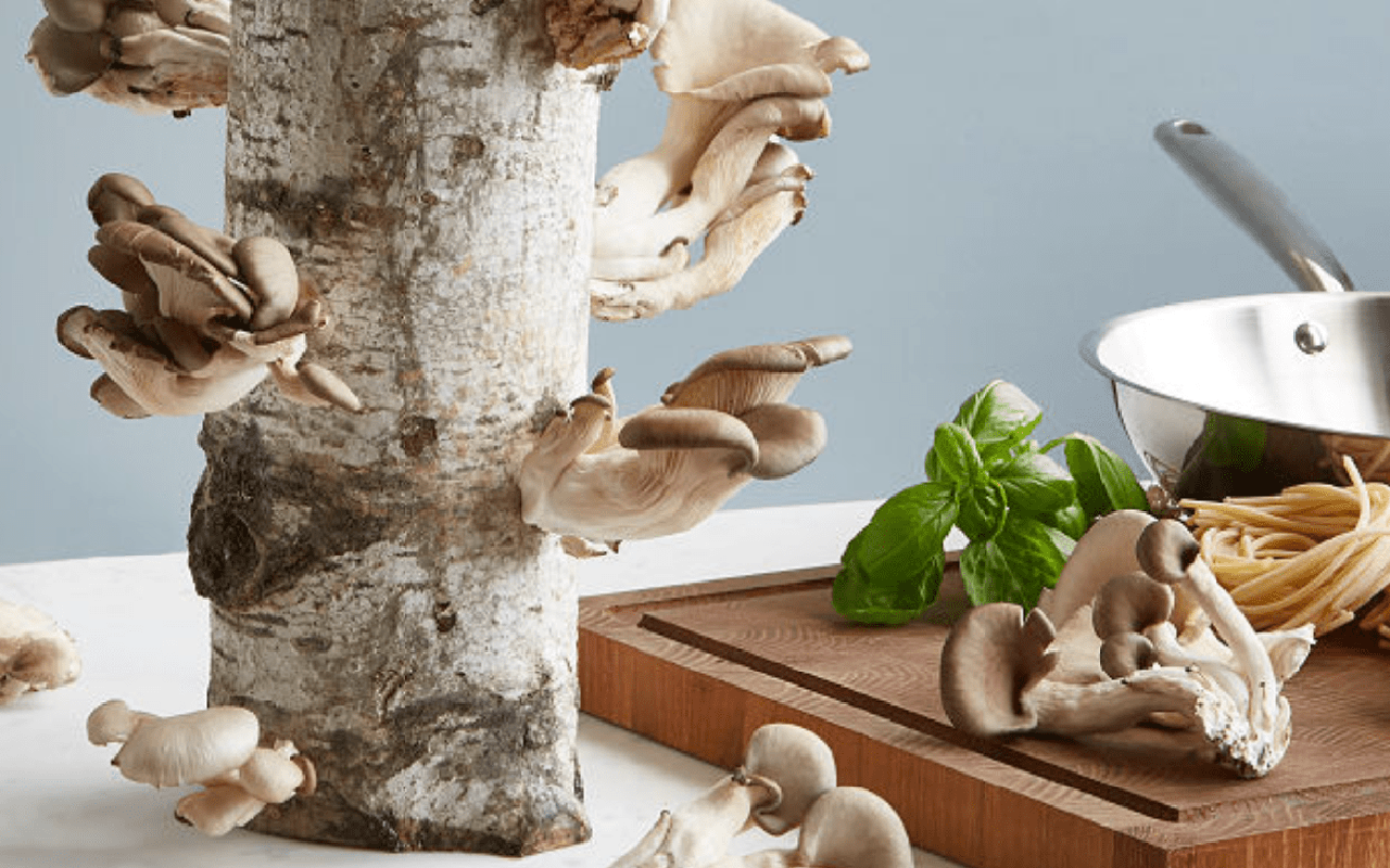 The 9 Best Mushroom Growing Kits and Logs Taste of Home