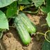 How to Grow Cucumbers in Your Home Garden