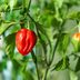 How to Grow Hot Peppers