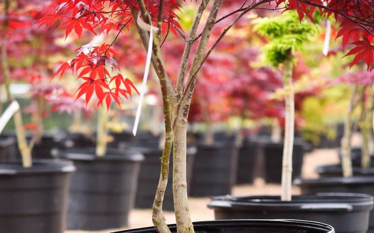 Japanese Maple Tree Care: Planting and Growing Tips