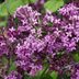 Bloomerang Lilac: Your Guide to This Fragrant Reblooming Lilac