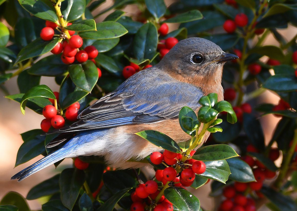 Bluebird David Sloas