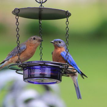 Mealwormfeeder Cindy Emery